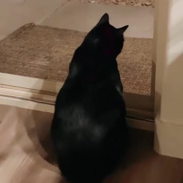 Amazing Animals....We Have No idea About Them