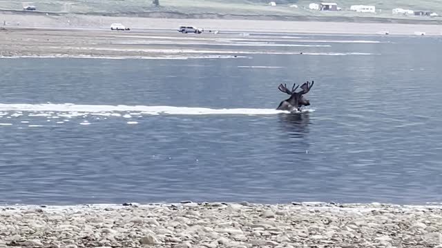 Moose Cooling off Together in Taylor Reservoir