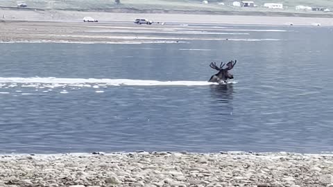 Moose Cooling off Together in Taylor Reservoir