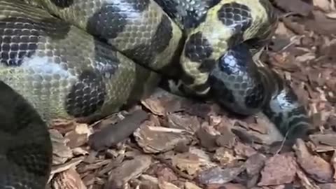 Snake video