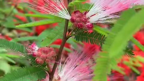 Beautiful flowers, beautiful music, a wonderful world.