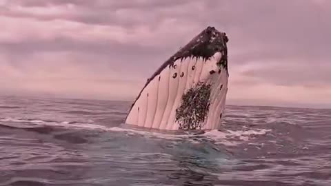 You can actually communicate with a Humpback Whale... and it's beautiful!