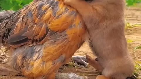 BEST FRIENDSHIP DOG AND CHIKEN VIDEO