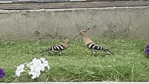 birds nature |
