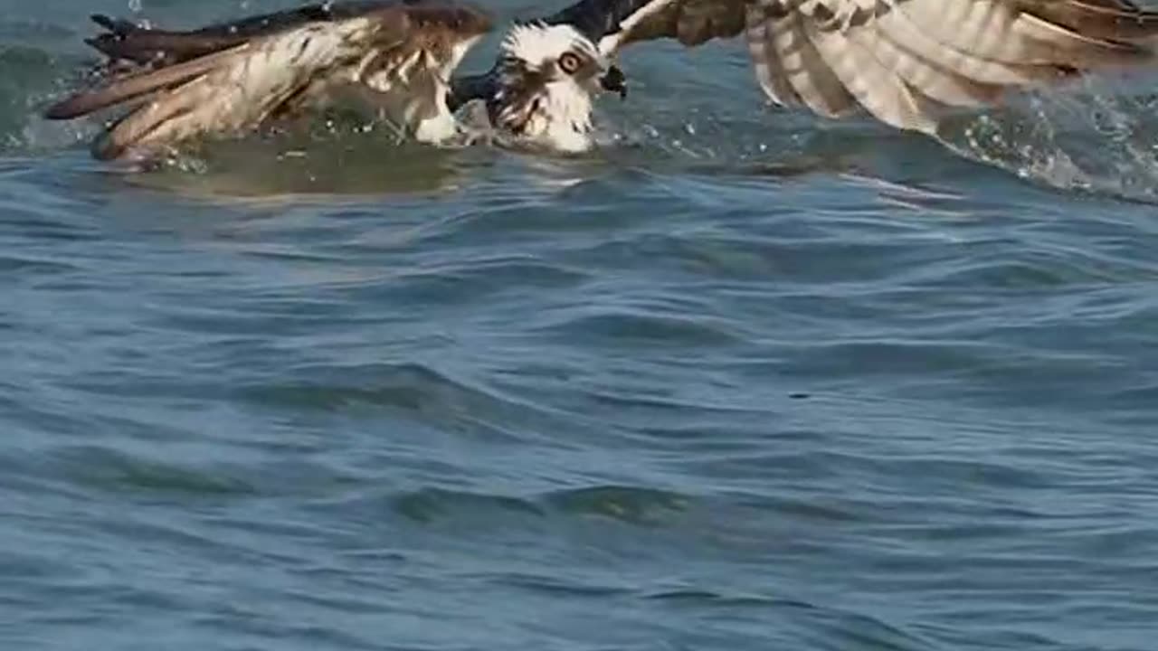 For ospreys catching a fish Is just the beginni of their journey🦇🦇ng