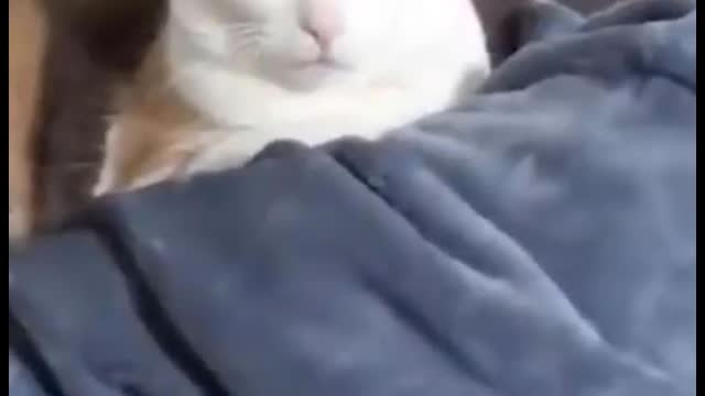 Funny cat, watching the baby cry