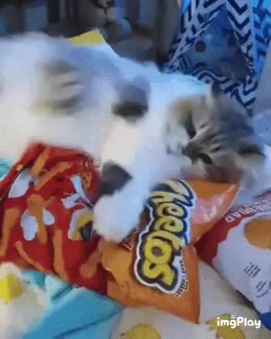 Cute Cat Gif