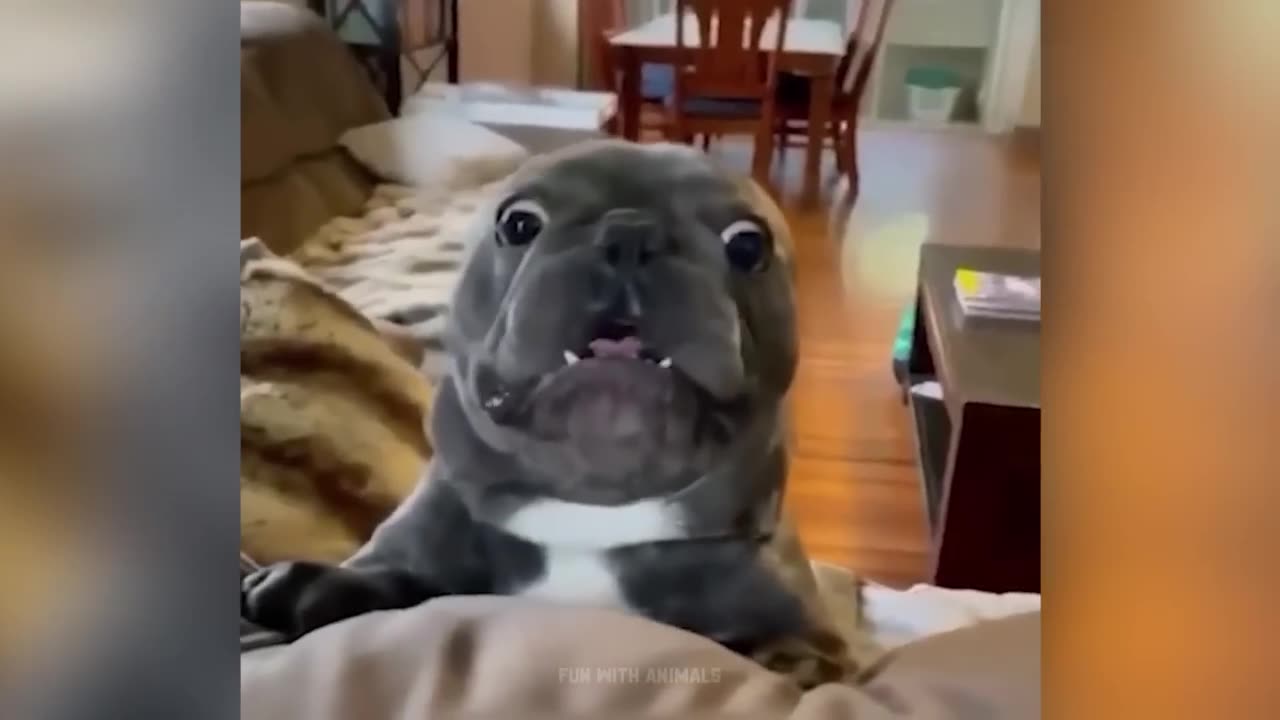 Funniest Animals π Funny Cats and Dogs 2023 πΊπΆ Part 23