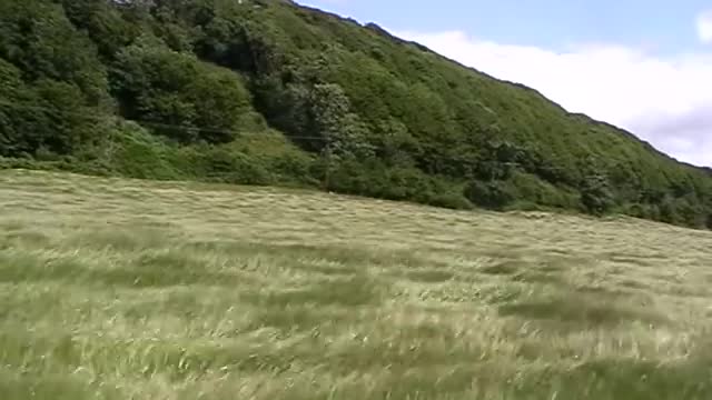 Amber Waves Of A Grass Ocean Blown By Wind