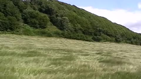 Amber Waves Of A Grass Ocean Blown By Wind