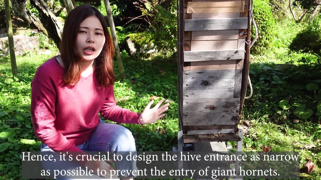 What Materials Can Withstand the Powerful Bite of Giant Hornets to Save the Bees