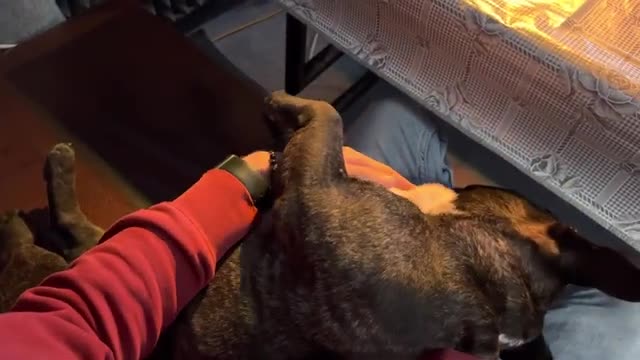 French bulldog went for a walk in a Russian village