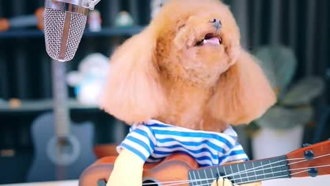Cute pet girl#dog#🌹