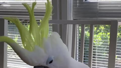 Funny parrot |cockatiel parrot | Funny birds | Funny animals