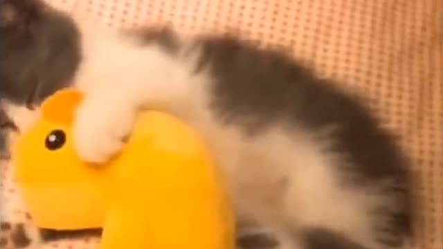 Cute cat hugging doll