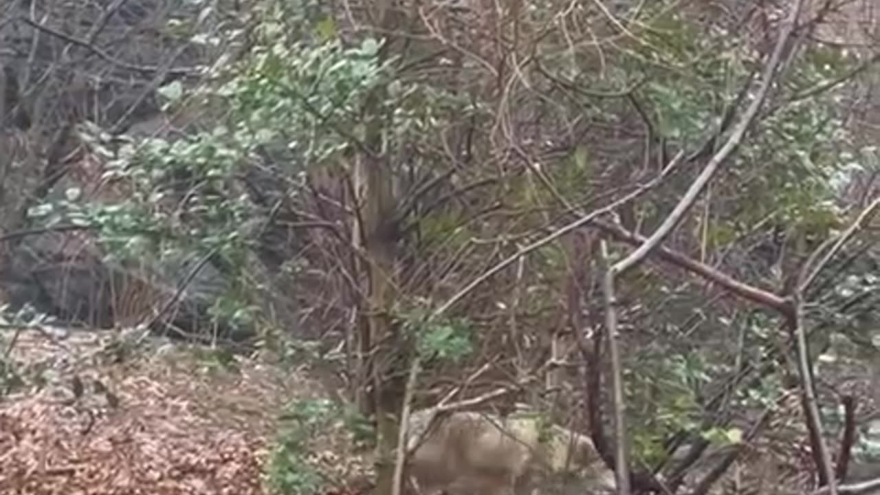 Coyotes in NYC