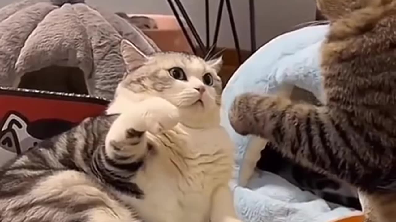 Funny cat video