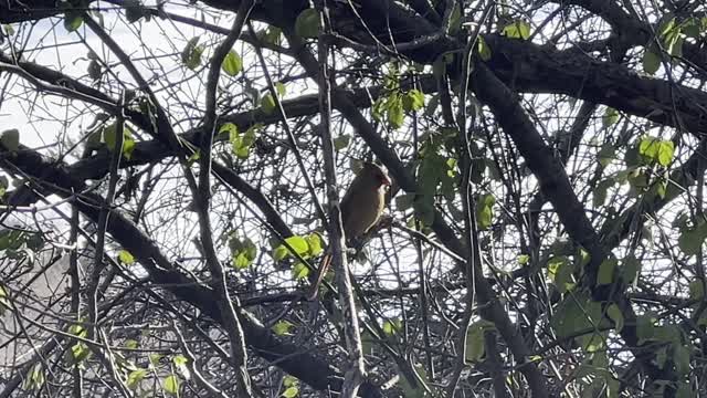 Female Cardinal