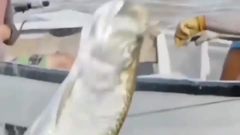 This is a beautiful and charming water-dwelling species