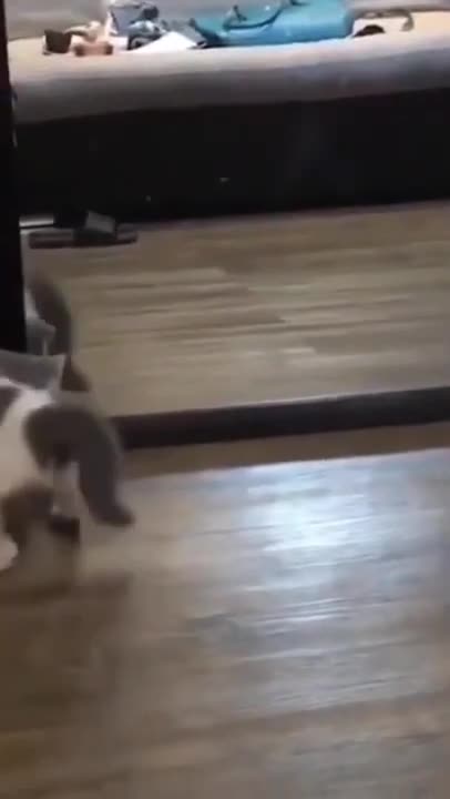 horts #catfunCute Cats #Shorts Funny video #shortsny #cat #lovelycat