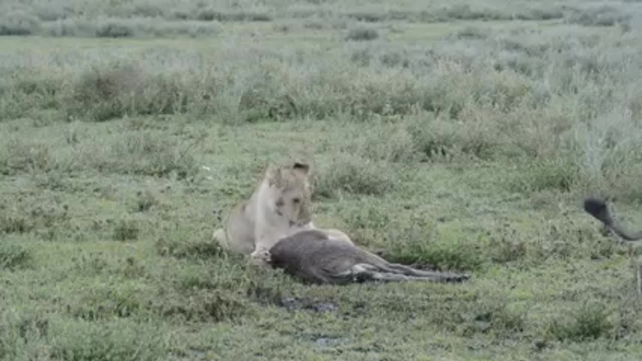 This cub's mother is training the cub to hunt