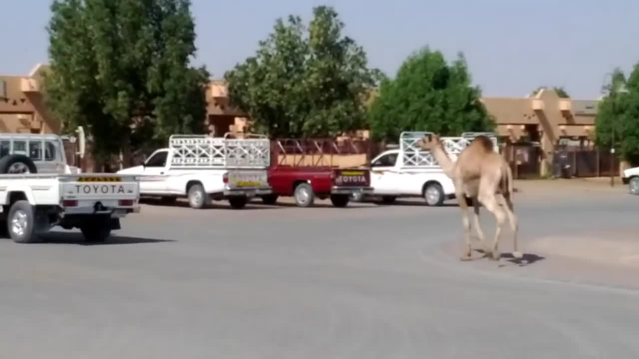 Runaway Camel at Camel Market FUNNY ANIMAL CLIP