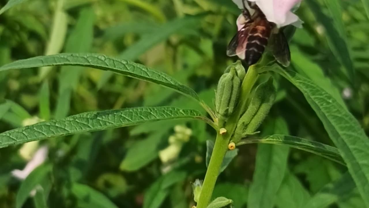 Small bird eating Honey