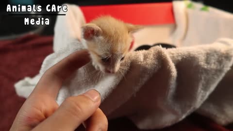 Poor kitten Abandoned by her mother on a street