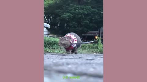 Funny animals videos