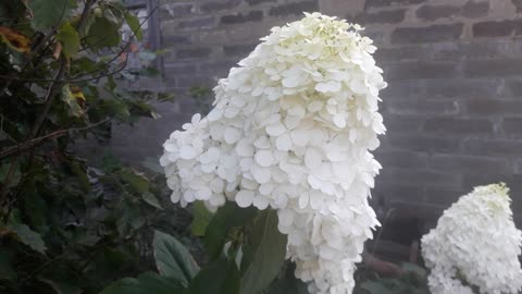 Hydrangea in all its glory