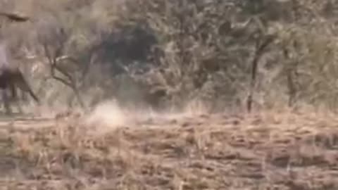 Battle at Kruger