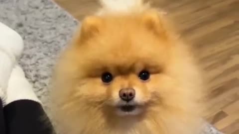 Funny Animal Video