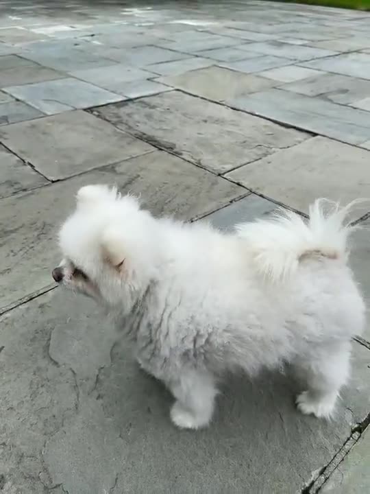 20210713文贵先生GETTR¹：尊敬的战友们好：七哥感觉不孬……战友们想不想明天上午看七哥直播呢