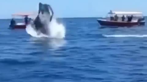 Dolphin gets attacked by the killer whale - SCARRYYYYY