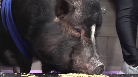 Dramatic Pot Belly Pig at the dog groomers?-7