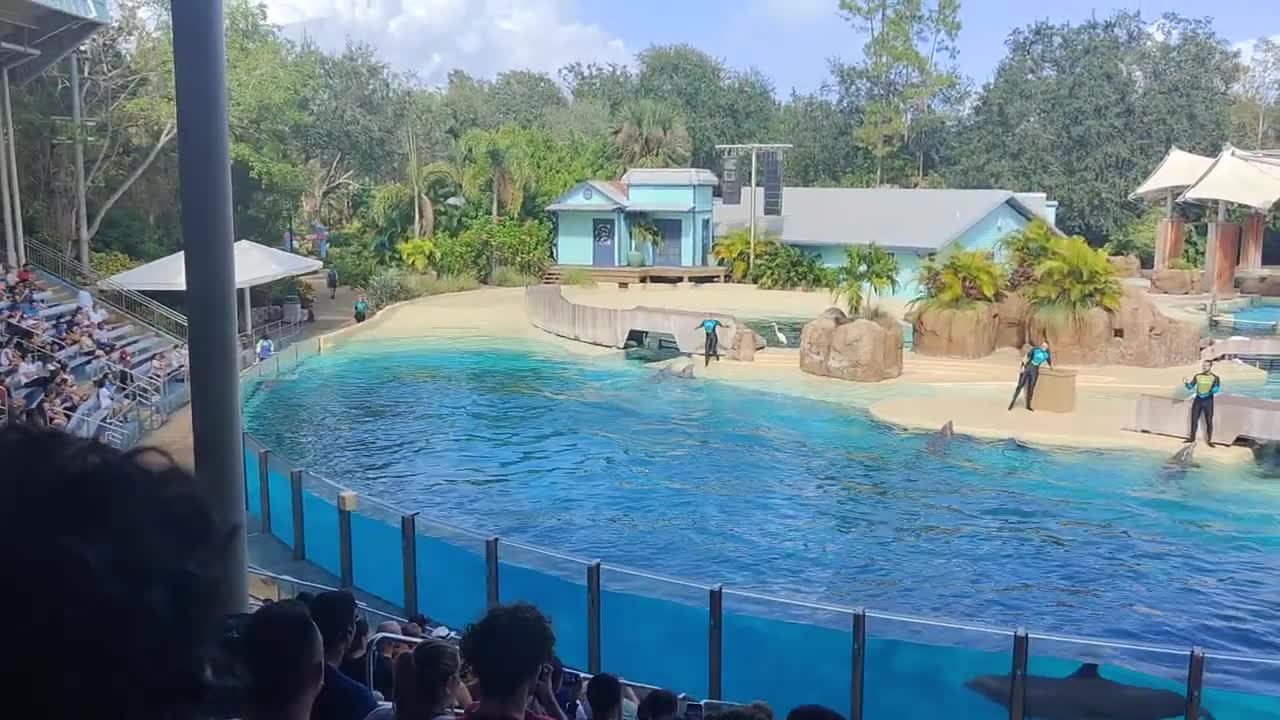 Dolphin show - Seaworld Florida