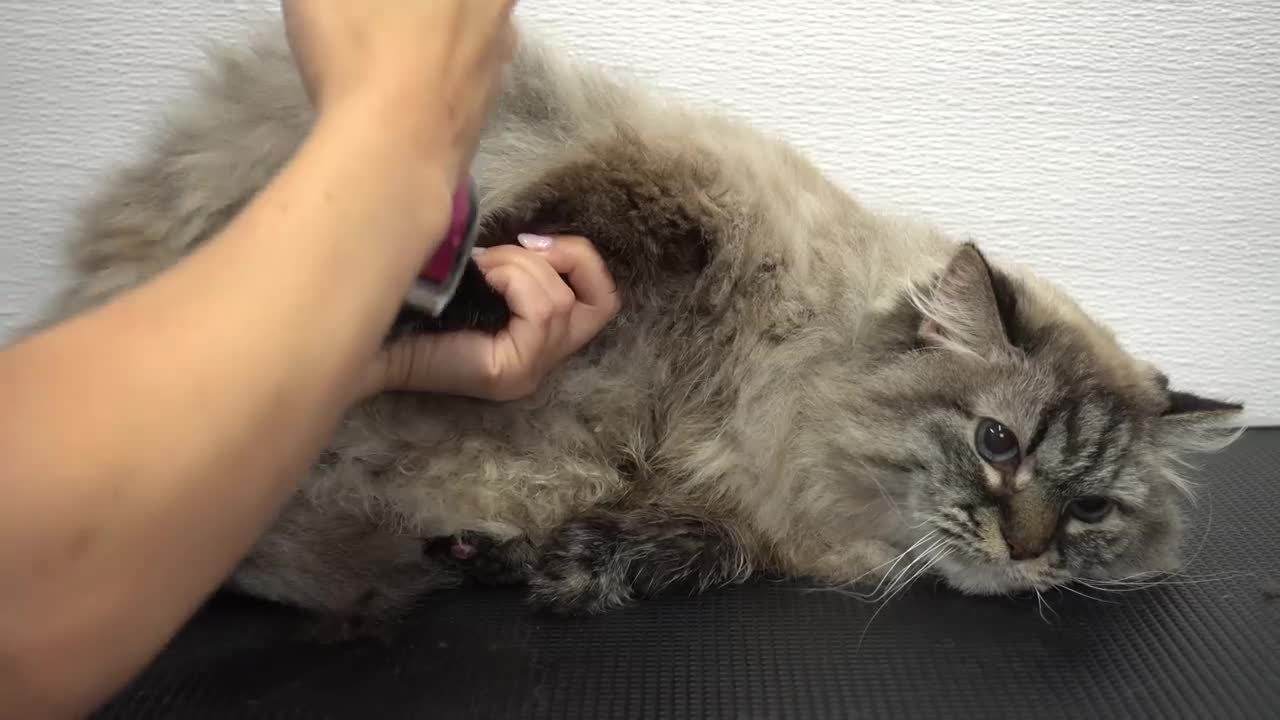 5 inevitable stages of bathing a cat