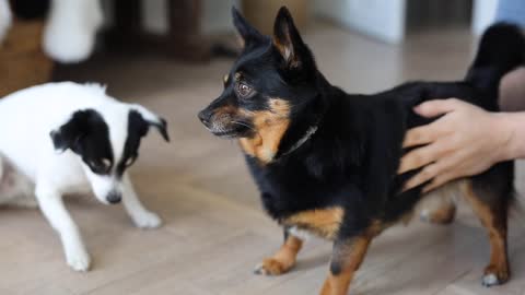 jerman shepherd puppy