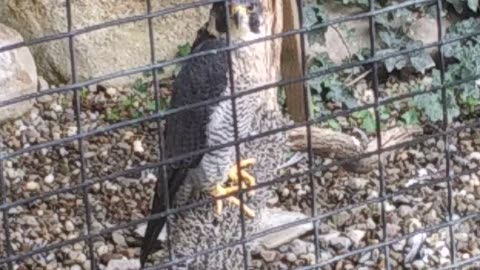 Peregrine Falcons