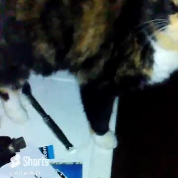 Astaroth49's Crazy Cats. I feel like she's trying to tell me something. #catvideos #youtubecatshorts