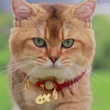 So beautiful cat#cat