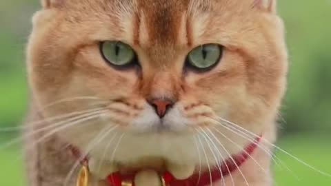 So beautiful cat#cat