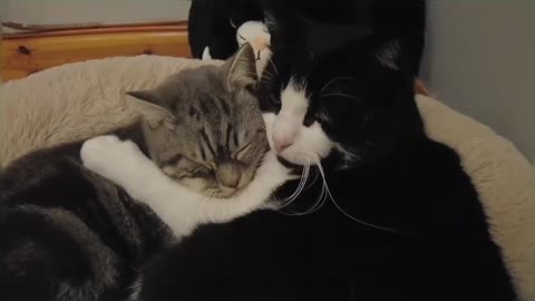 Kitten Loves His Older Brothers