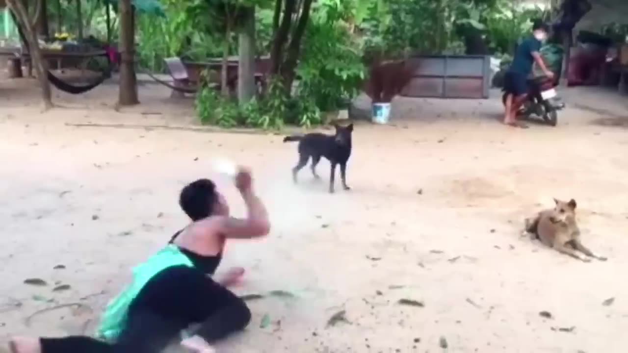 funny video animal