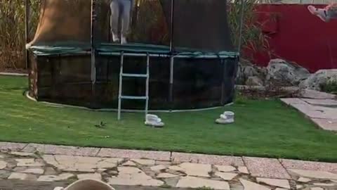 Kid Kicks Ball While Jumping on Trampoline and Shoots it Inside Basket Kept on the Ground