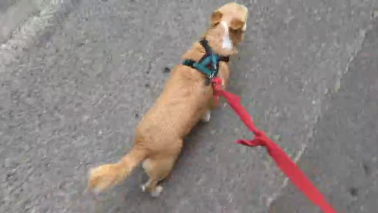 2023-06-21 (2) - (live sans titre) - Twitch Publicités