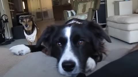 The Talking Border Collie, Sadie Part 1