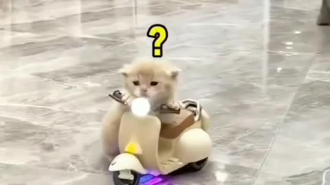 Cat rider