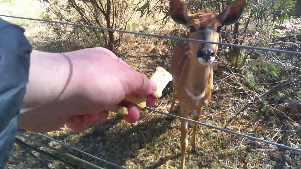 Nyala bokkie loves herself some dog biscuits