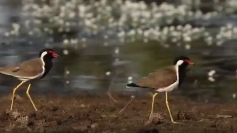 Wildlife in closer view with a natural perspective.